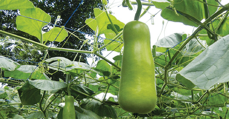 water-pumpkin-unique-plant-maker-koteka-econusa