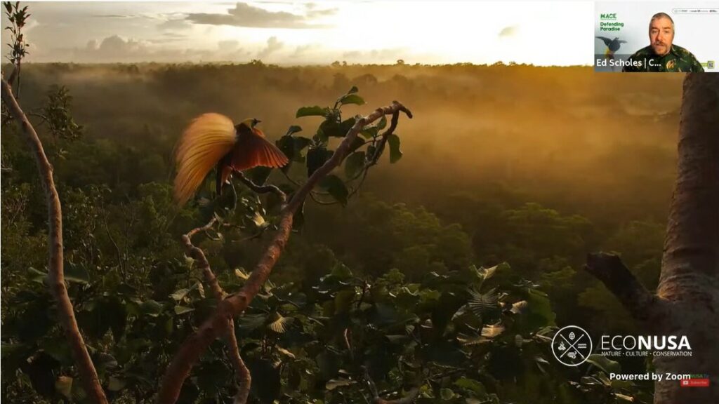 Protecting Papua and Maluku Forests Not Only About Birds-of-Paradise Preservation
