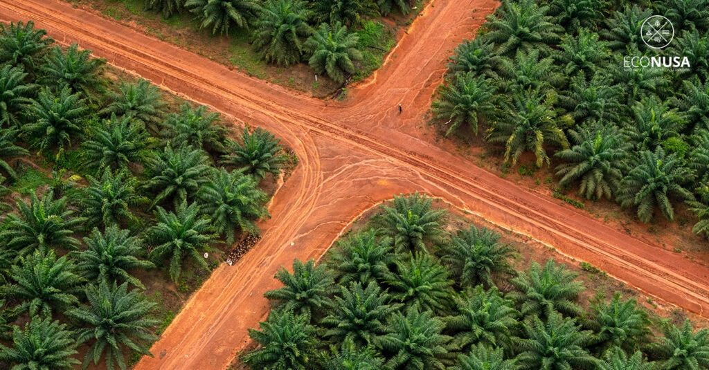 kebun kelapa