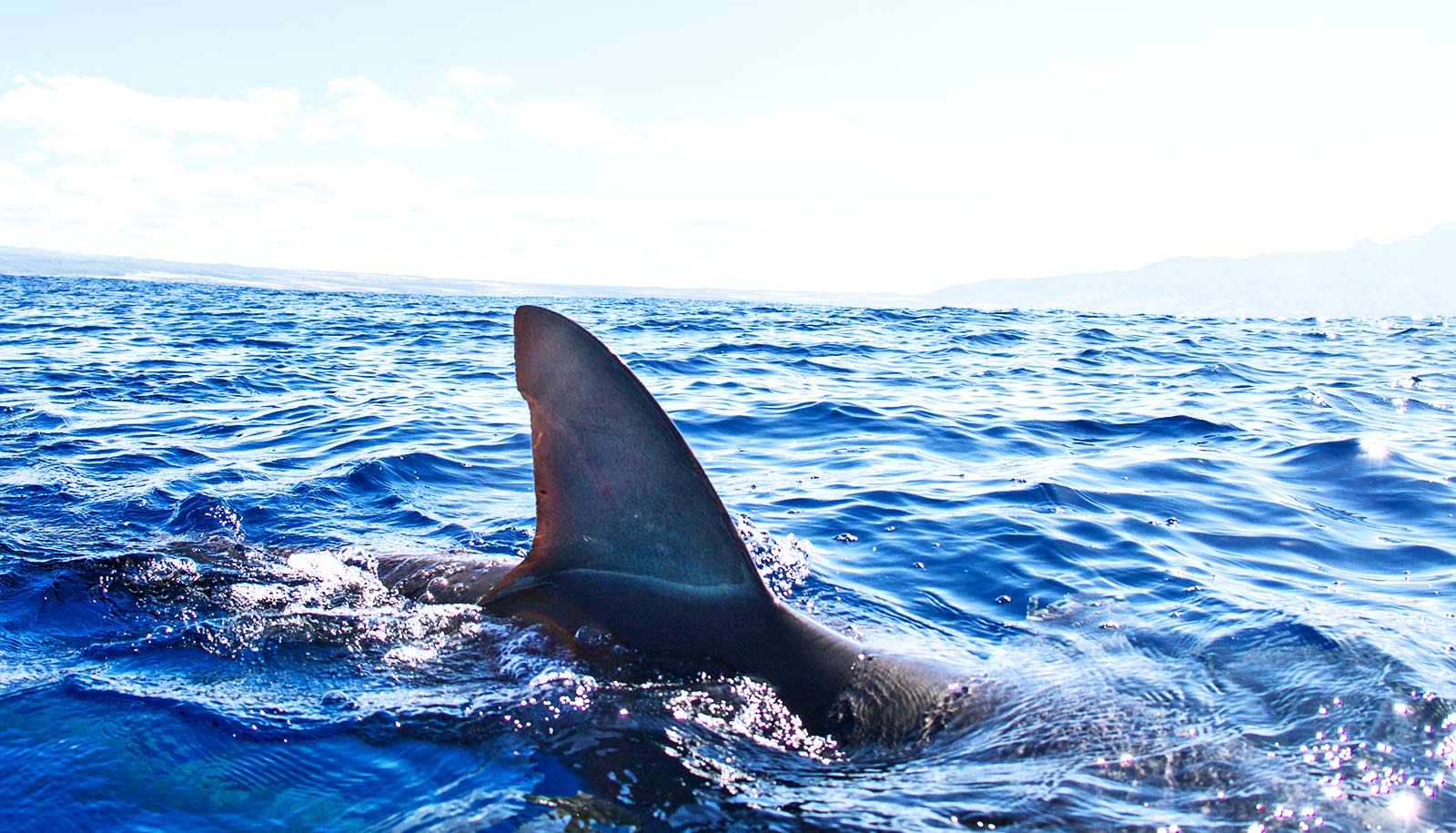 shark finning process