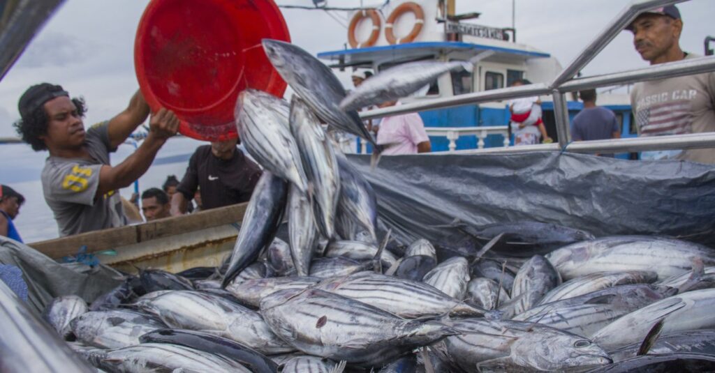 The Indonesian Handline Tuna Fishery- Buru Island – Fishing & Living