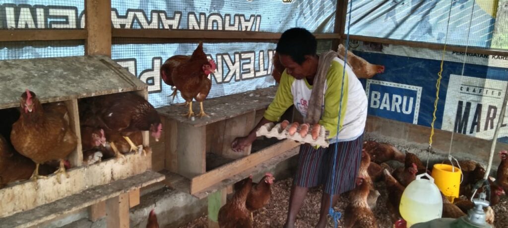 layer hen farming